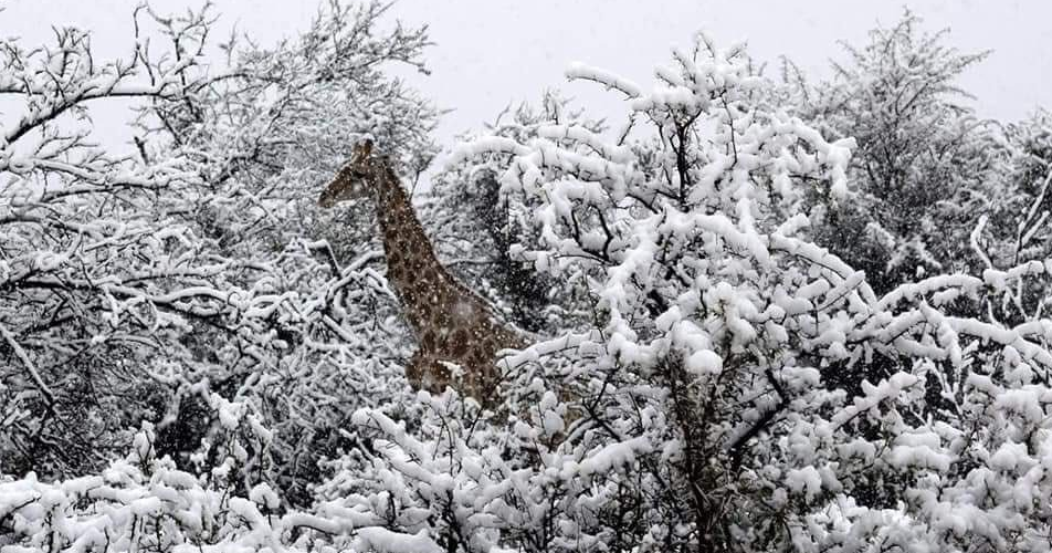 OBRAZEM: Zvířata v závějích. Jižní Afriku překvapily přívaly sněhu |  iROZHLAS - spolehlivé zprávy