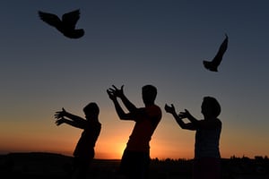 People release homing pigeons during the solar eclipse, Almazán, Spain