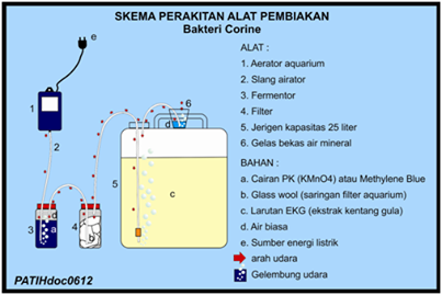 Cara Memproduksi / Memperbanyak Bakteri Corine, sp