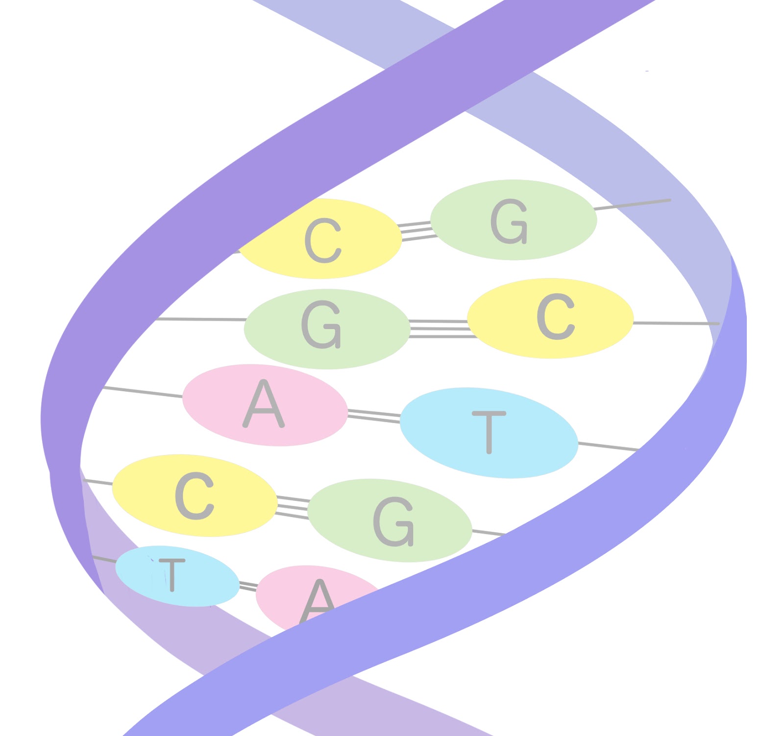 二重螺旋DNA