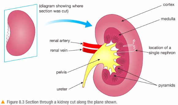 IGCSE Biology - Excretion - Revision Notes in IGCSE Biology