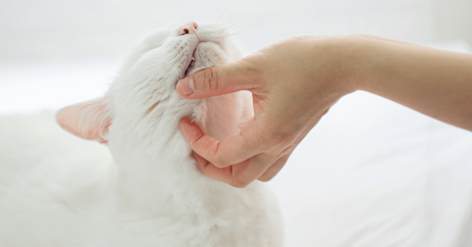 White cat receiving chin scratches