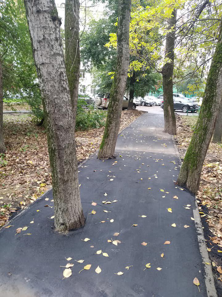 Дерево в асфальте