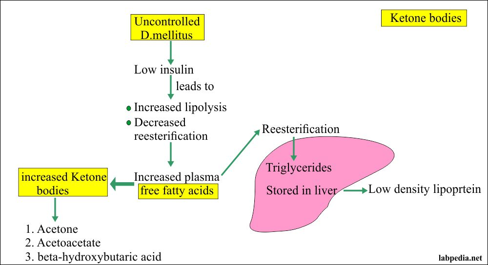 formation-and-utilization-of-ketone-bodies-ketoacidosis