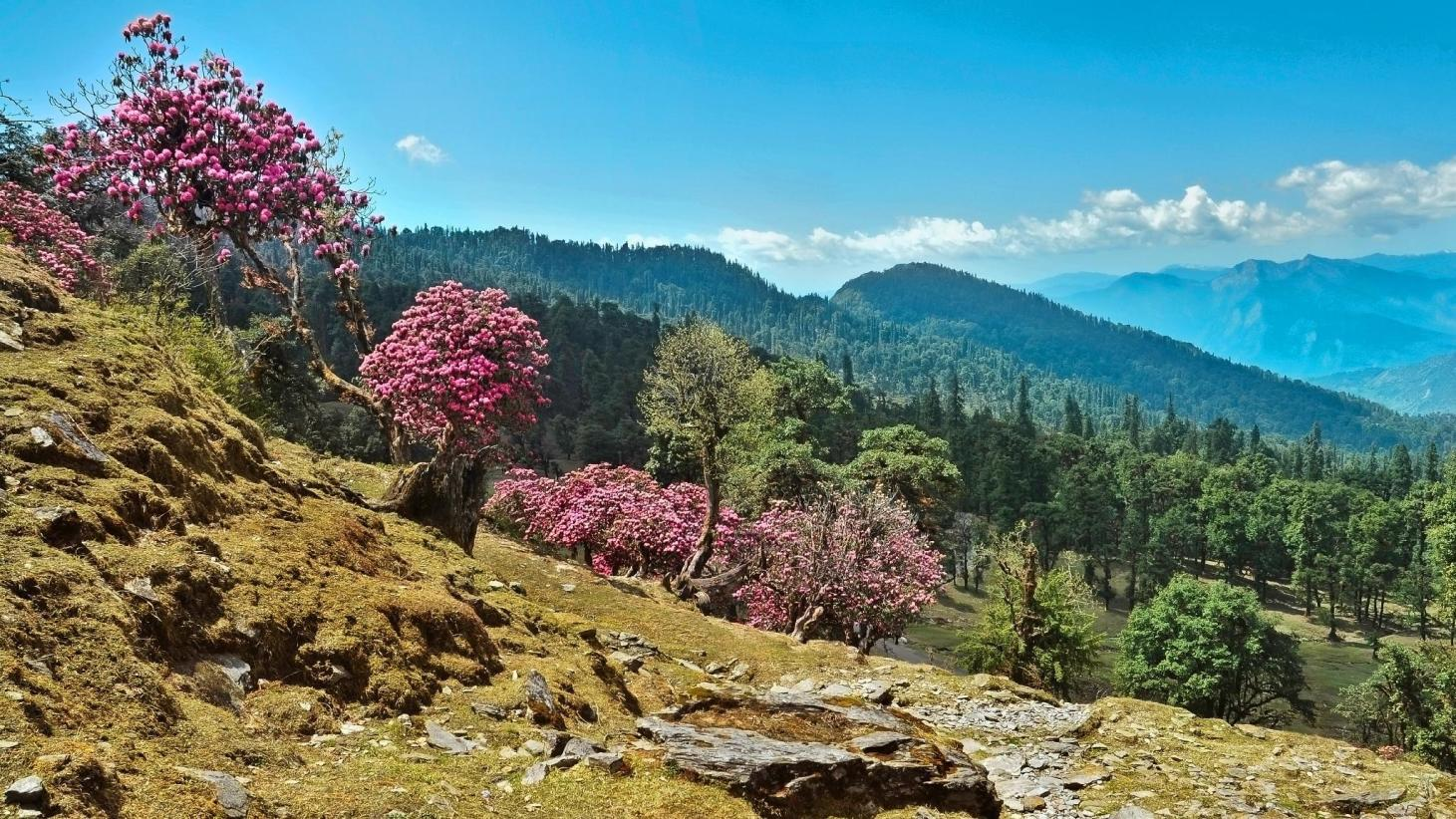 Binsar Offbeat Places in Uttarakhand