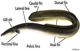 Image result for where are the pectoral and pelvic fins on a eel