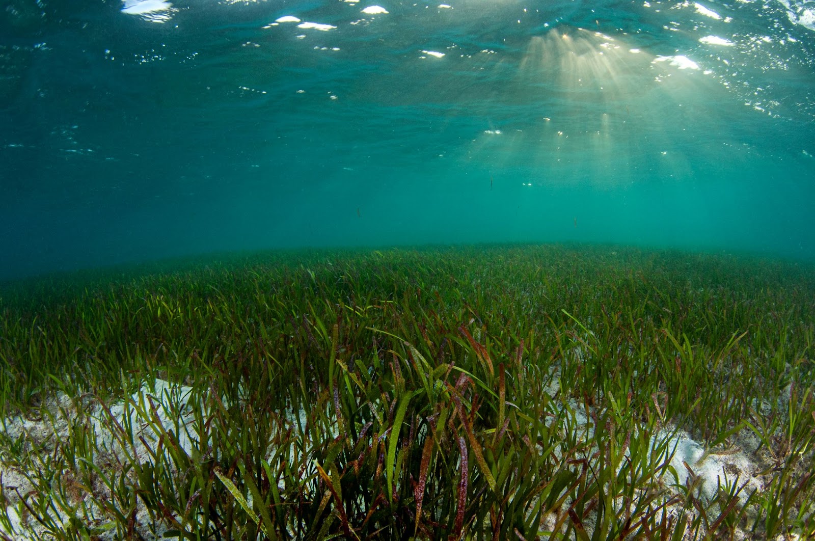 Les Aires Marines Protégées protègent les puits de carbone naturels comme les herbiers marins. 
