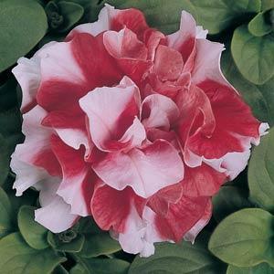 Image result for petunia double madness red white