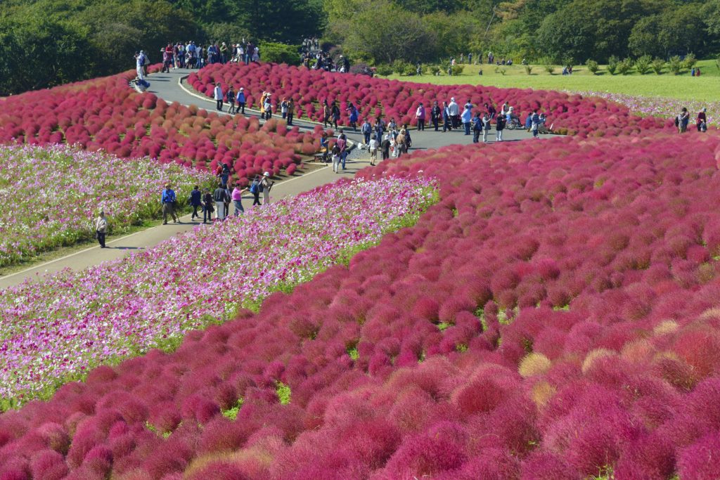 Autumn in Hitachi seaside park Ibaraki