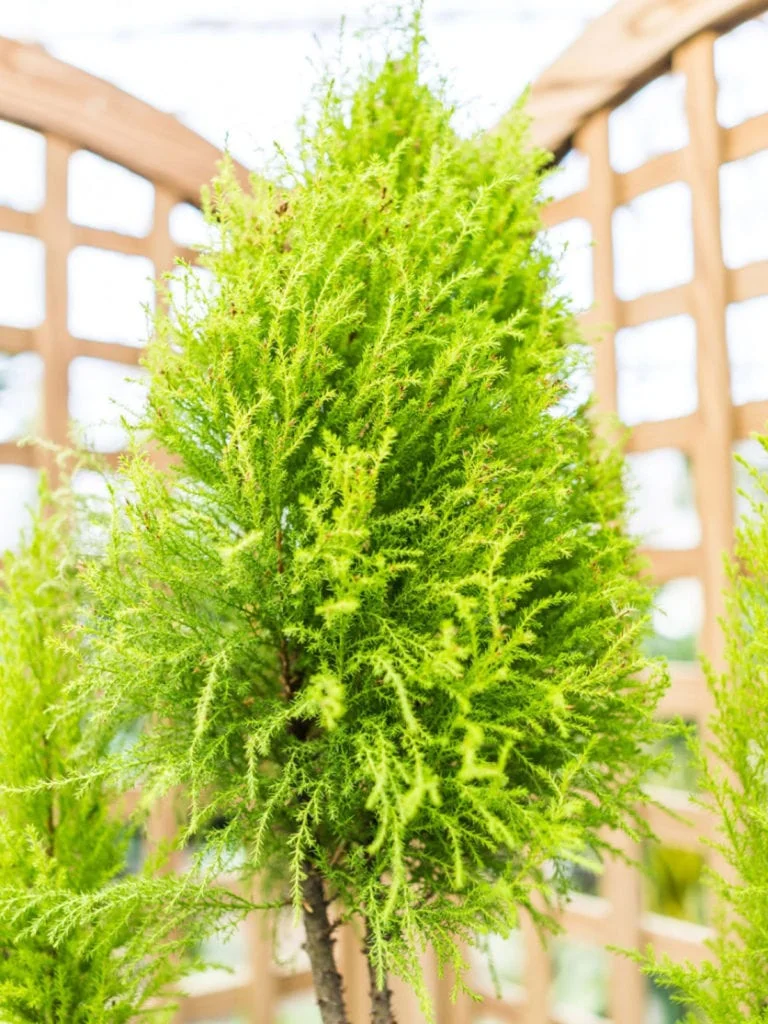 Lemon Cypress (Cupressus macrocarpa 'Goldcrest')