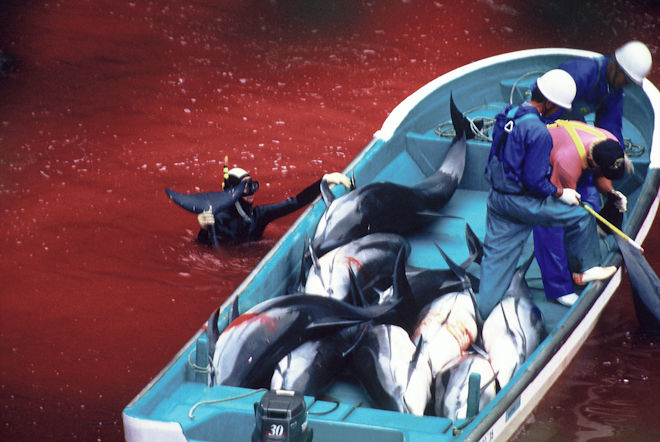 dolphin_slaughter_taiji_japan_the_cove_brooke_mcdonald_19.jpg