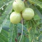 Indian GooseBerry