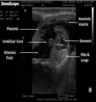 A 60 day buffalo fetus. The thorax, ribs and lungs are observed as well as the umbilicus entrance into the fetal abdomen, and the fetal abomasum (stomach). In addition, the amniotic vesicle is also visible.