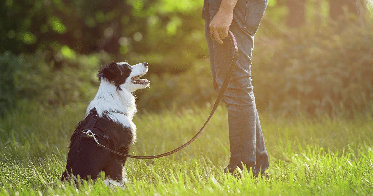 collie dog in training outside