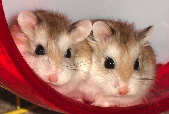 Dois hamsters roborovski compartilham uma roda: entre esta espécie, é mais comum viver em colônias.