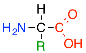 Structure des acides alpha aminés