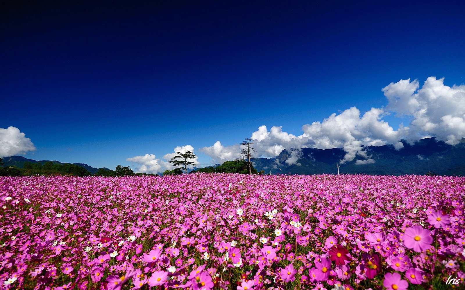 30+ Hình ảnh cánh đồng hoa tuyệt đẹp nhất thế giới Full HD | Lesgo