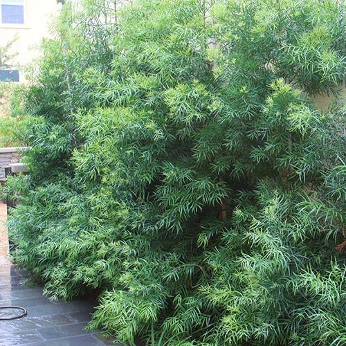 A picture containing tree, outdoor, conifer, plant

Description automatically generated