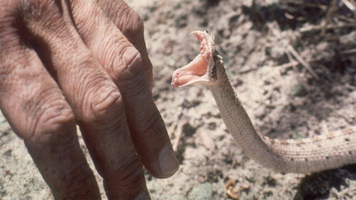 Bạn mơ thấy rắn cắn và tay mình là điềm gì?