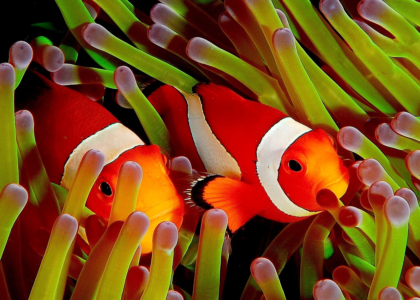 Coral reef fish - Wikipedia