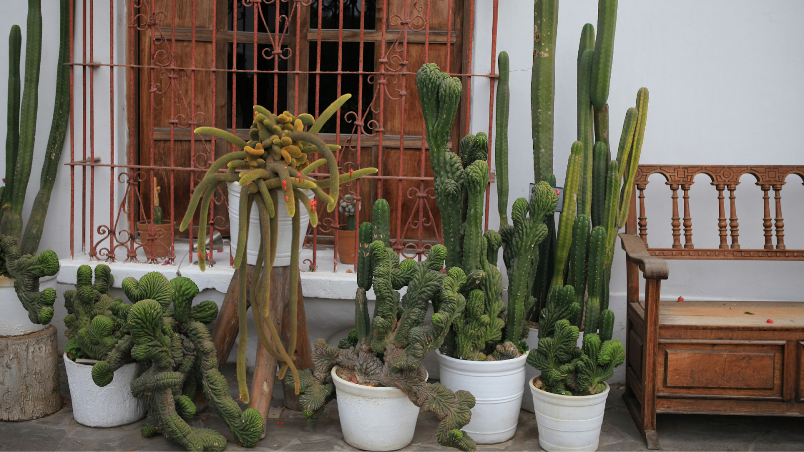 Jardim com vários cactos, entre eles cactos-do-peru.
