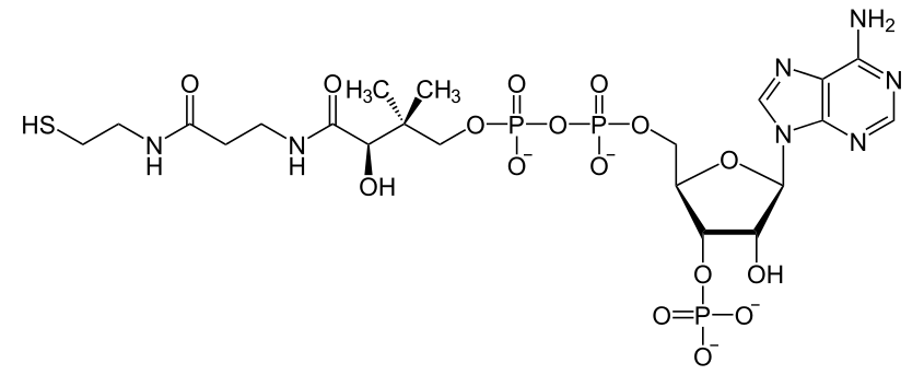 Coenzym_A.svg.png
