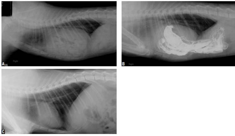 Thoracic radiographs of a 5-month-old male cat with peritoneopericardial hernia