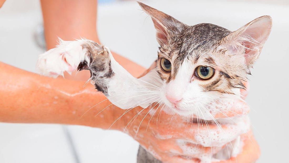 Bathing Your Cat | Cat Advice | Purina One