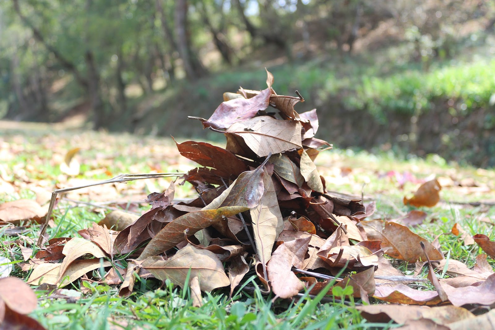 Leaf litter 