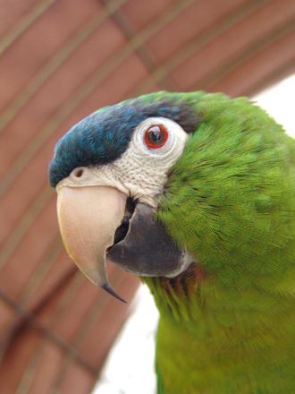 Dominating Parrot Care: From Conduct to Wellbeing 2