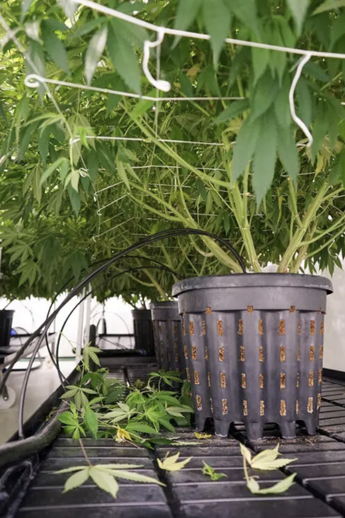 Plantas de cannabis sendo podadas em um cultivo indoor
