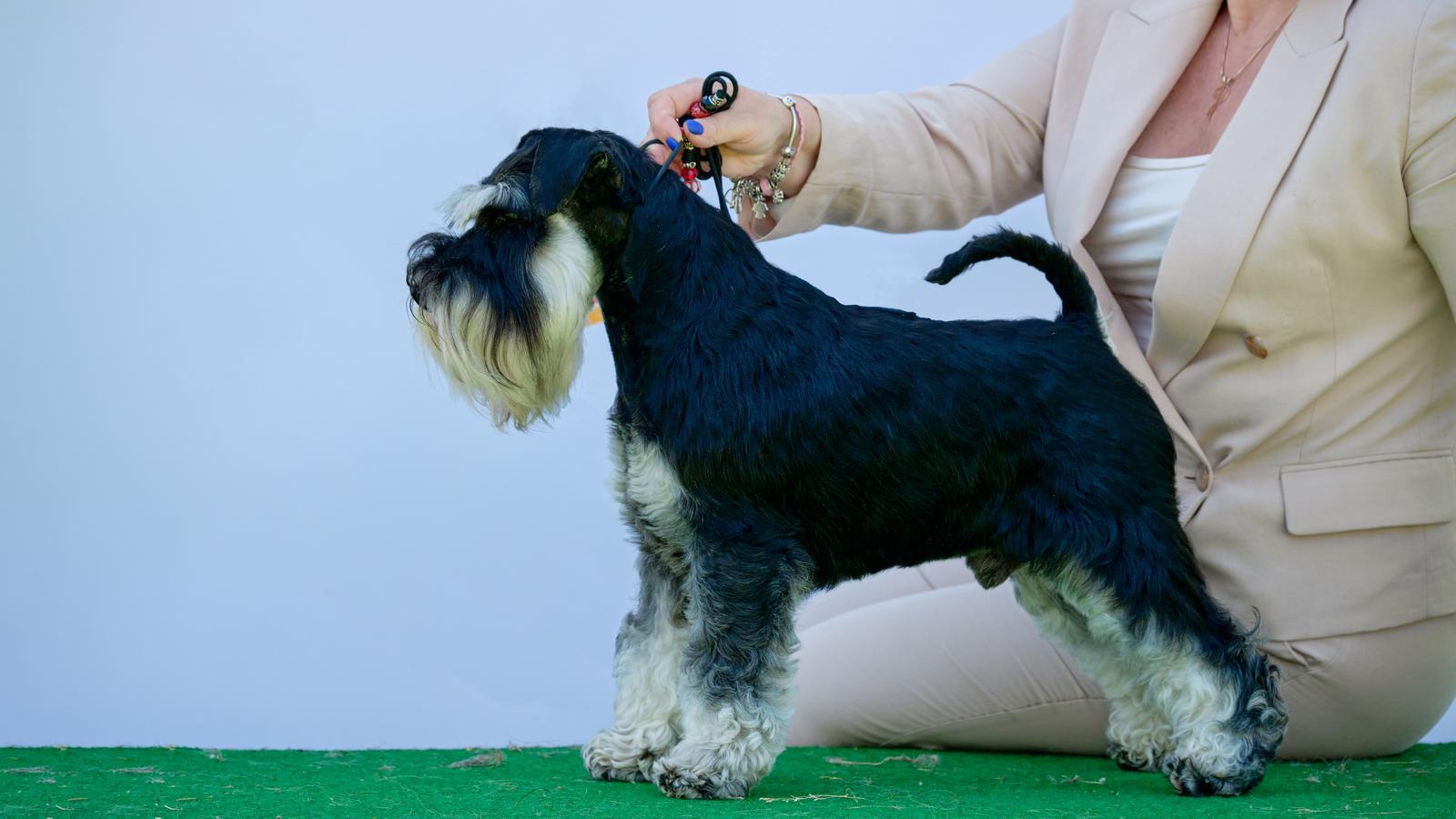 The miniature schnauzer is the most popular of the terrier group dogs.