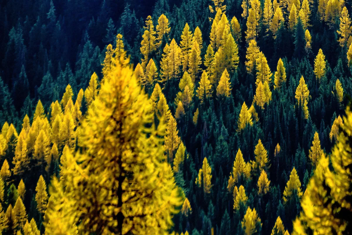 Pros and Cons of Using Tamarack as Firewood