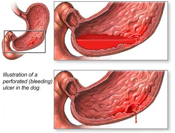 what causes upper gi bleeding in dogs