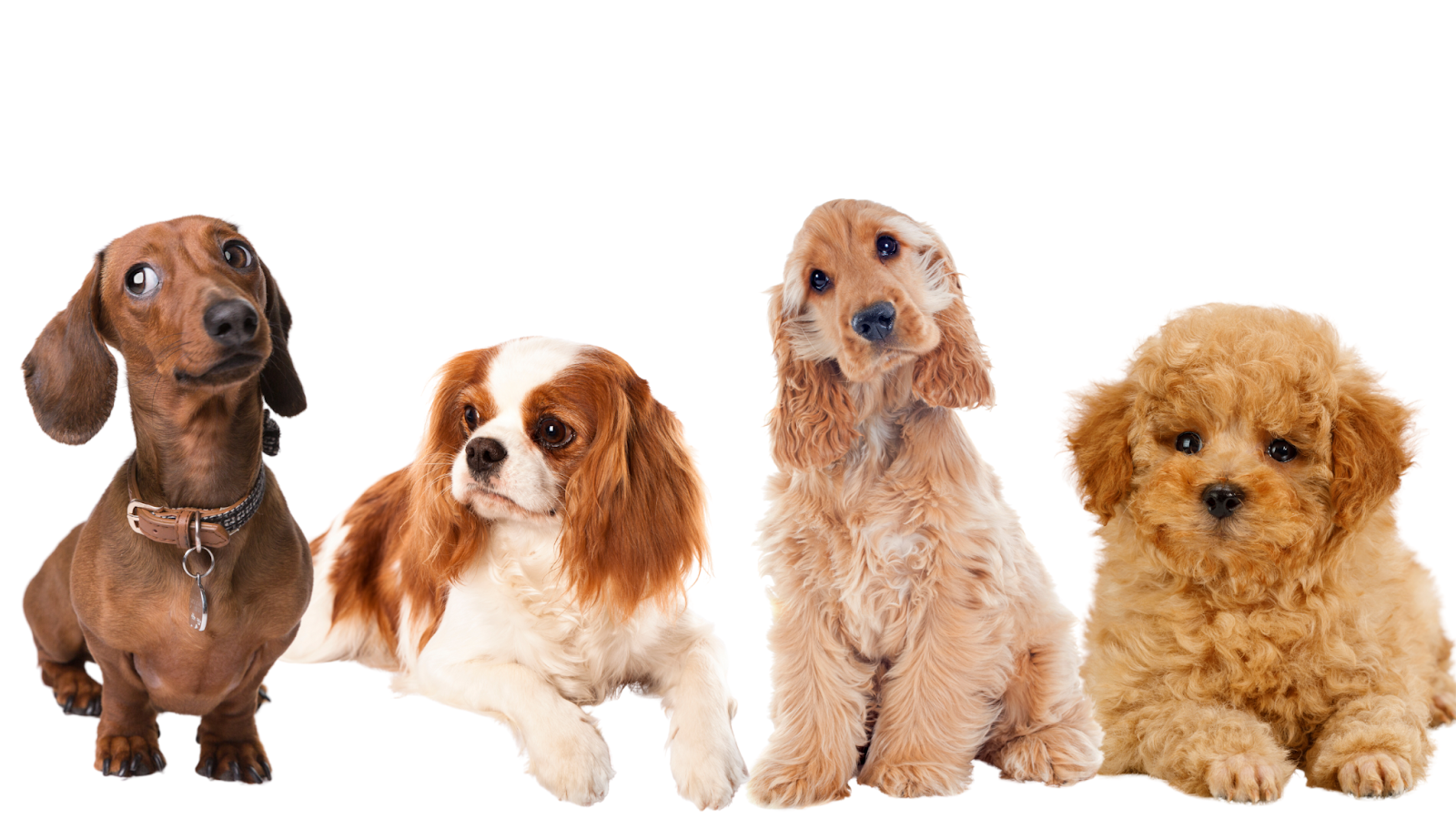Certain breeds, such as miniature poodles, cocker spaniels and others are more prone to heart problems. 