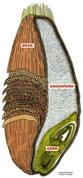 The anatomy of a wheat kernel is illustrated showing that the largest part of the wheat kernel is the endosperm located in the middle of the seed. The germ is a smaller part at the bottom of the seed, and the bran is the outer covering. 