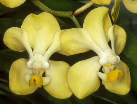 Žluté květy orchideje s názvem Vanda Dearei.