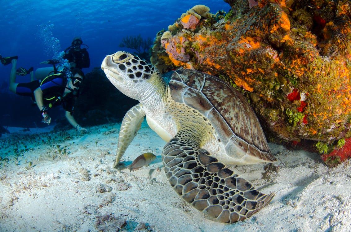 Brown and Black Turtle on White Sand