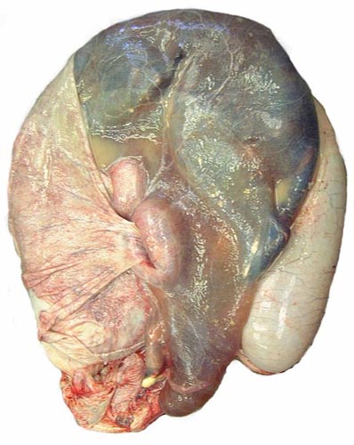 Uterus with fetus inside and intact allantoic sac