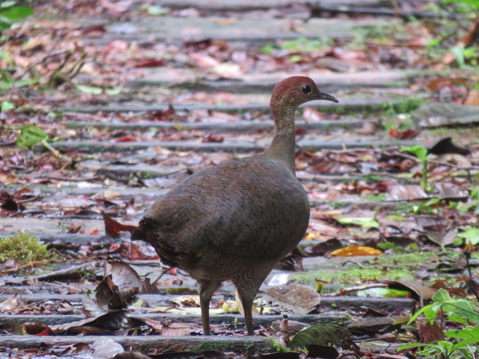 A grey tinamou pauses in the middle of the trail in Putumayo, Colombia. 