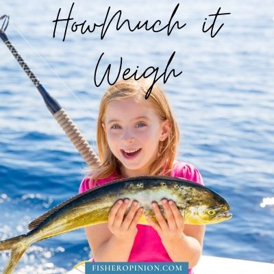 How much Weigh Mahi Mahi Fish