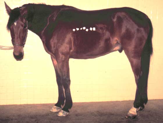 Horse with pleural effusion secondary to pleuropneumonia. Horizontal line marked by tape indicates fluid level in thorax detected by auscultation and percussion.