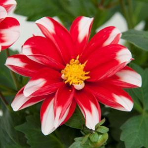 Dalaya™ Red+White