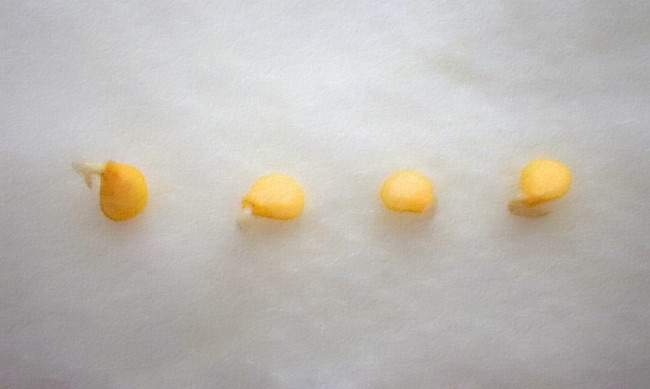 Different Ways to Soak Pepper Seeds