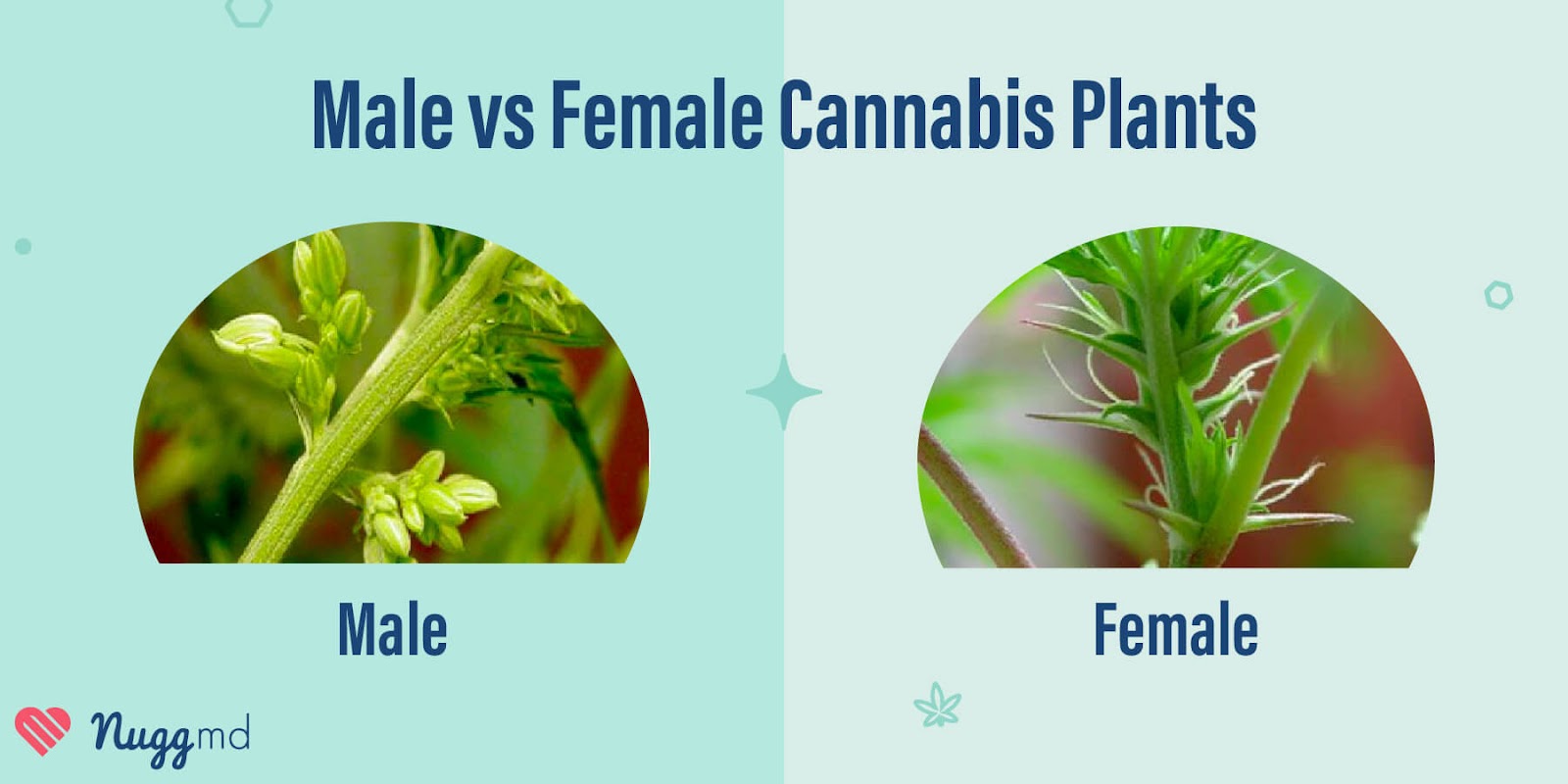 male vs female cannabis leaves