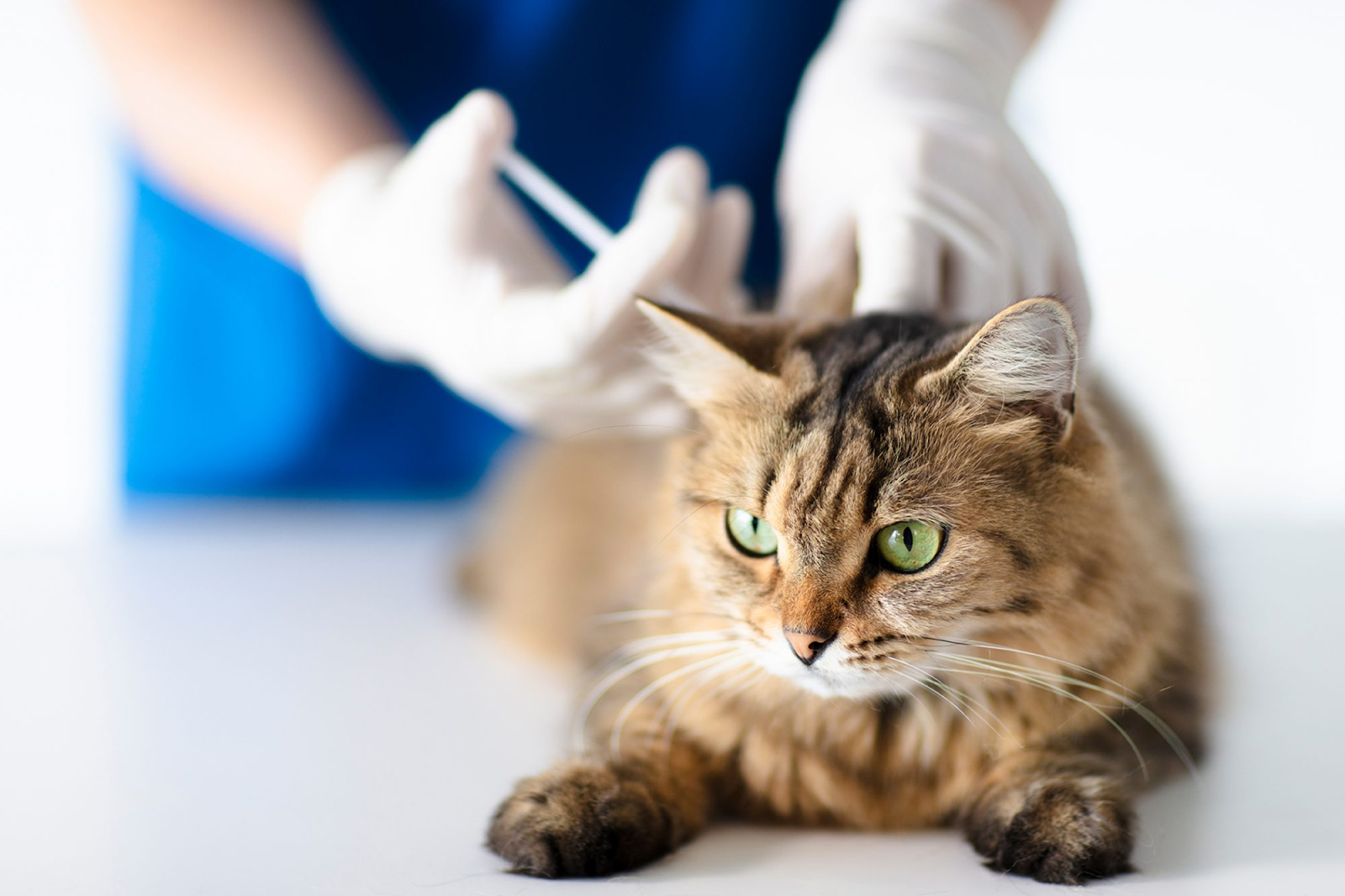 best insulin for cats 1