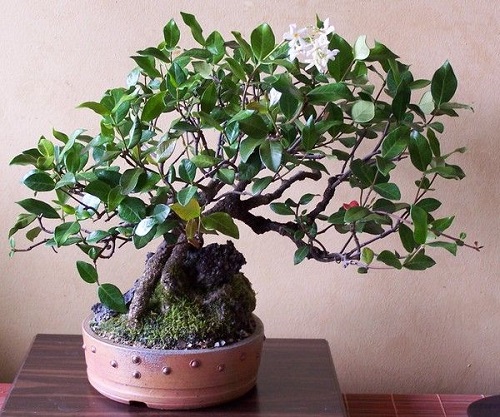 15 Stunning Flowering Bonsai Trees