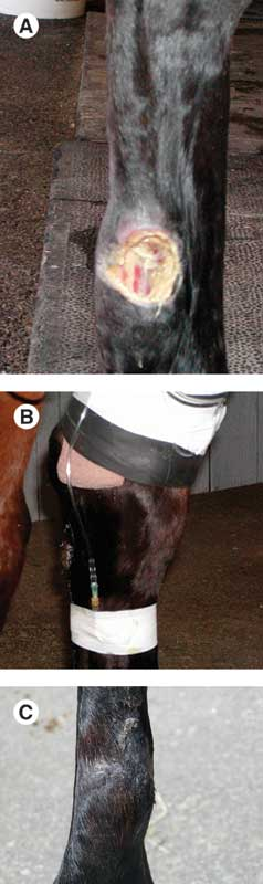 (A) Lacerated tendon sheath presented 2.5 mo after initial injury. (B) Intravenous RLP performed in the medial plantar vein of horse in A. (C) Lacerated tendon sheath 6 mo after surgery and treatment with IV RLP. 
