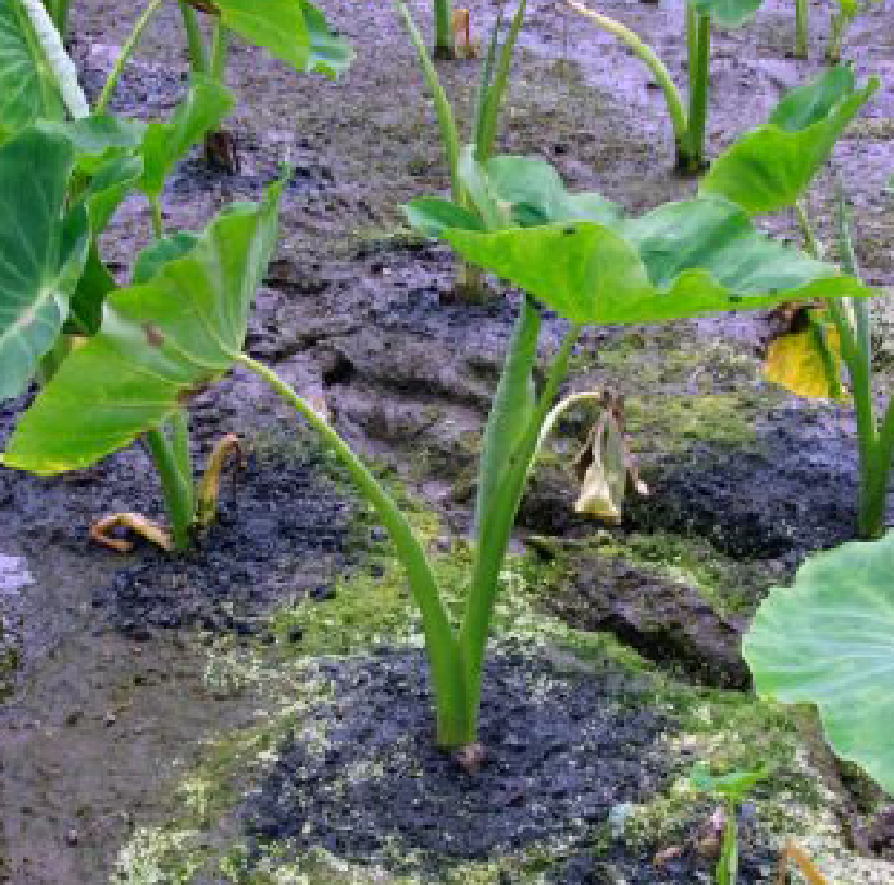 Activated Charcoal 5: Overall Benefits in Agricultural Soils, and Crops