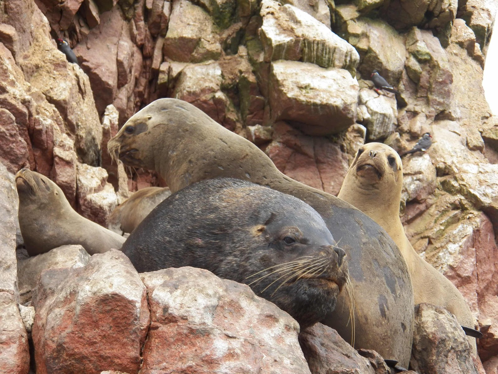 Lobos de Mar, Islas Ballestas, Peru